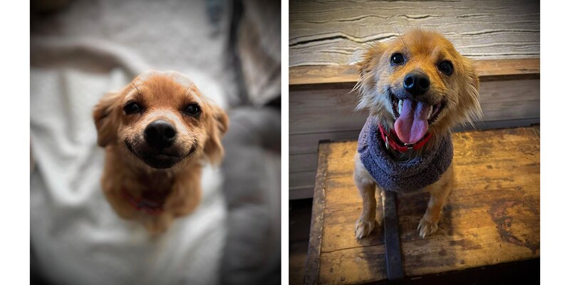 cachorrinha, fofura, smile