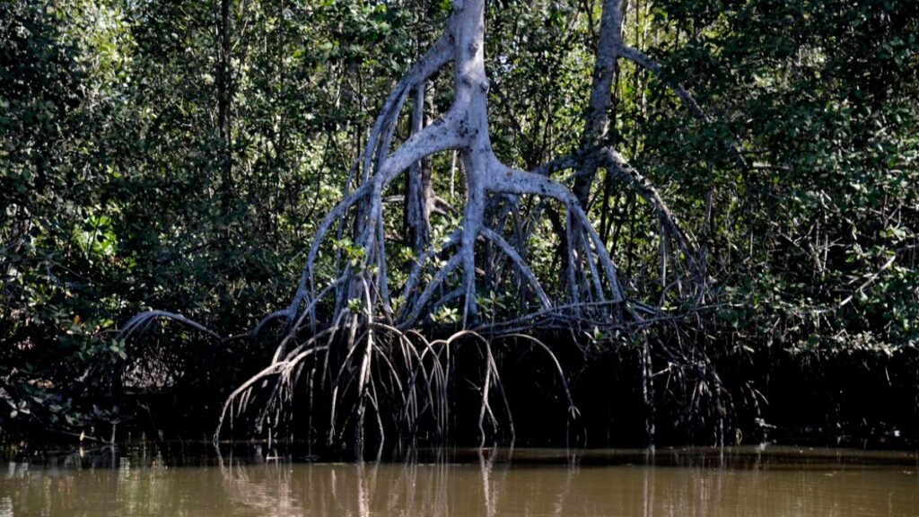 manguezal