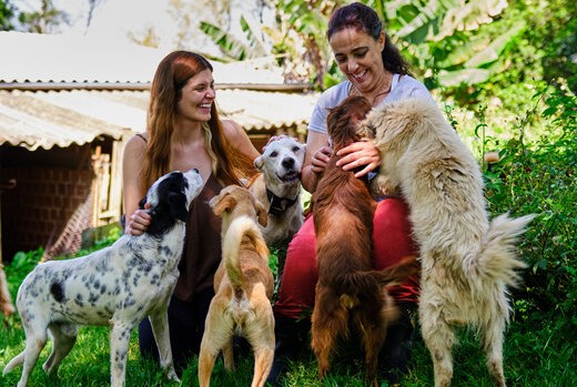 protecao animal, cachorros, resgate, ong